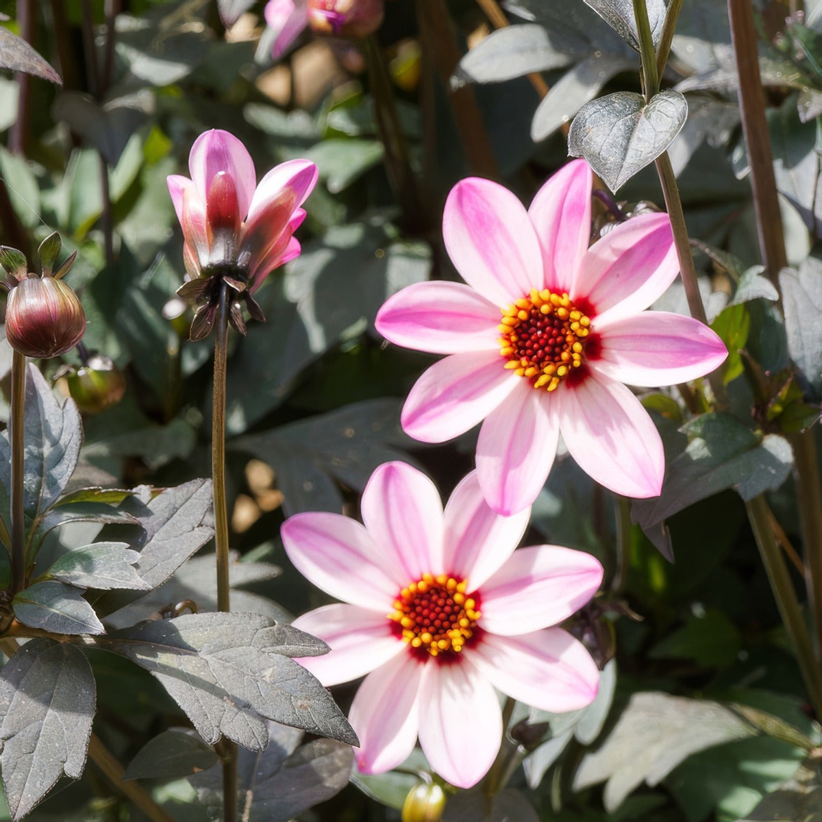 Dahlia Mystic Dreamer - Garden Express Australia