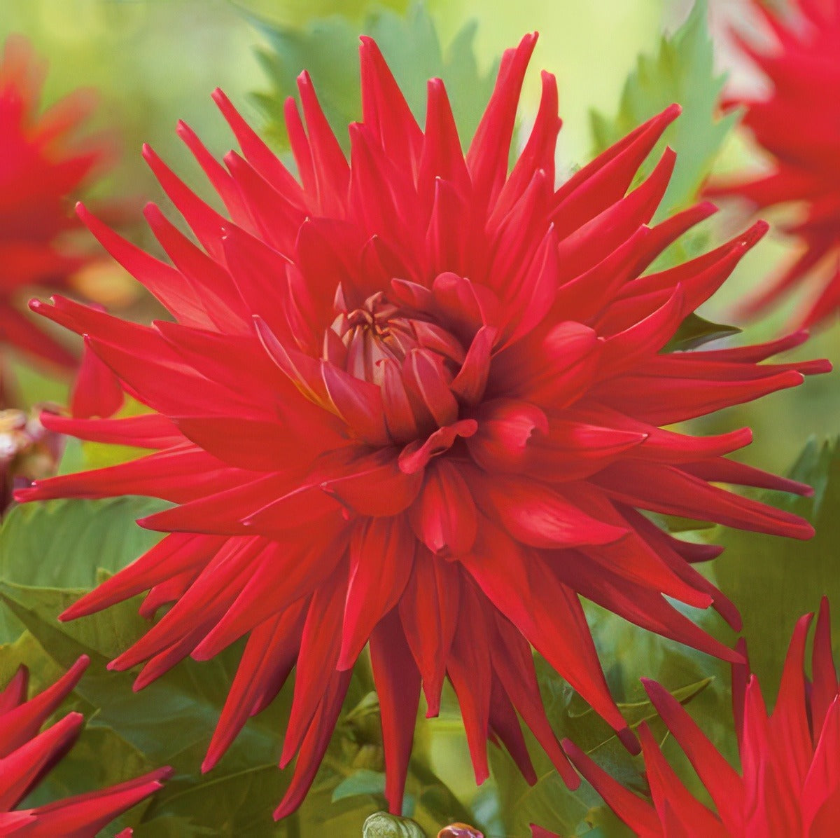 Dahlia Andrew Mitchell Fm 14270183pa 15 - Garden Express Australia