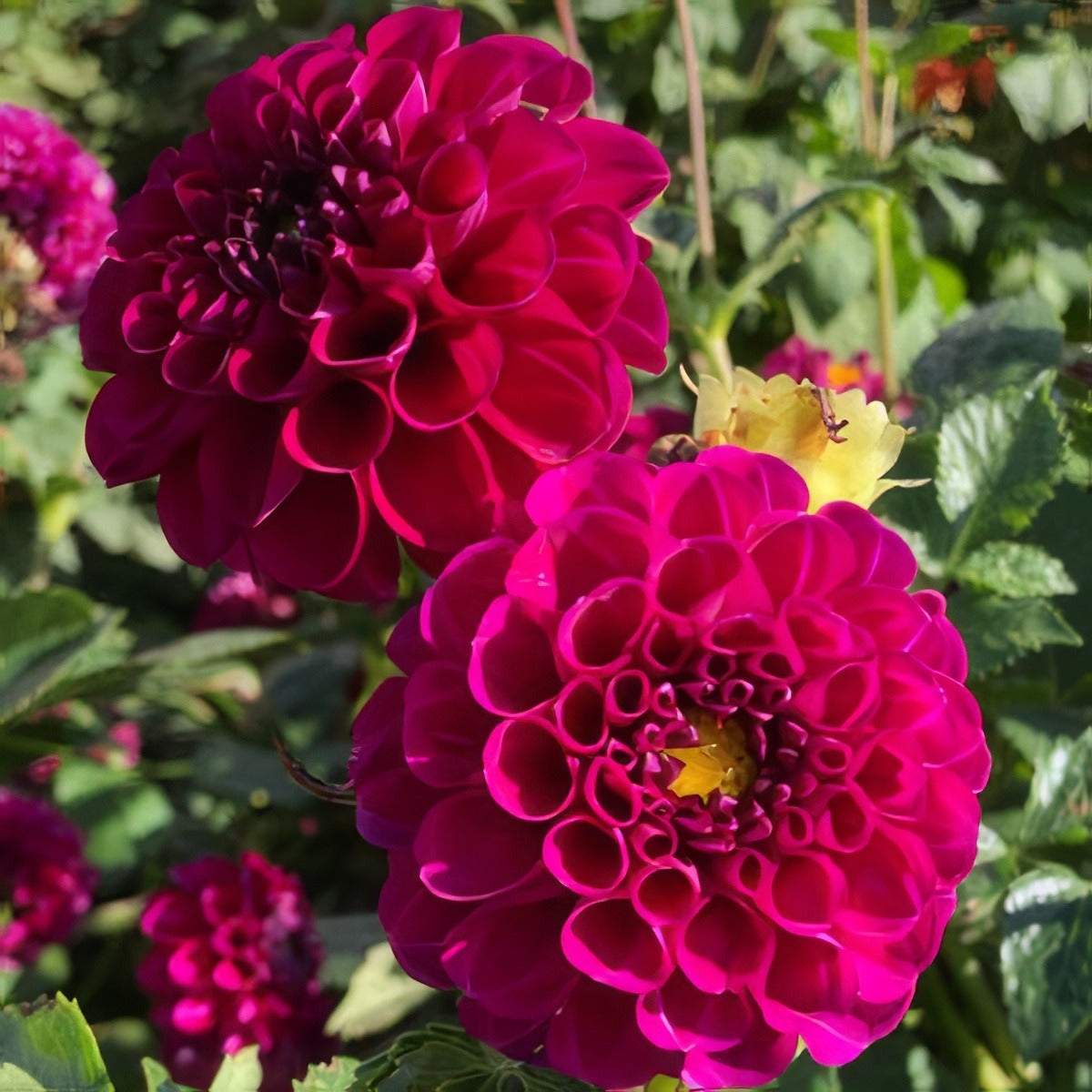 Dahlia Burgundy Ball Pkdahbba - Garden Express Australia