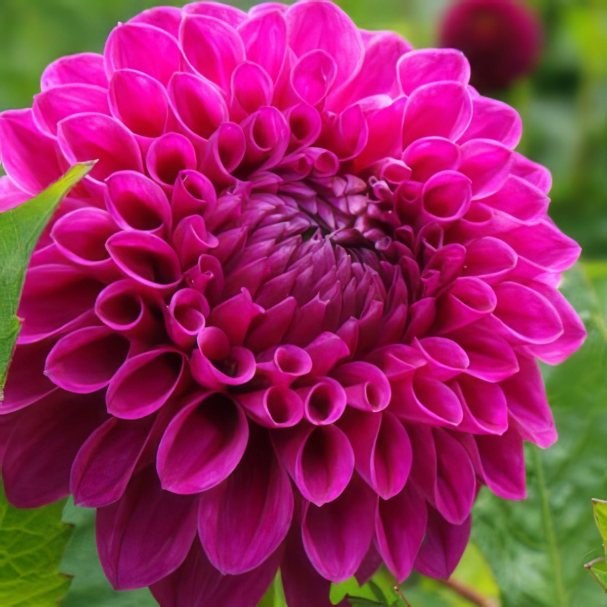 Dahlia Barberry Bonafide Pkdahbbo - Garden Express Australia