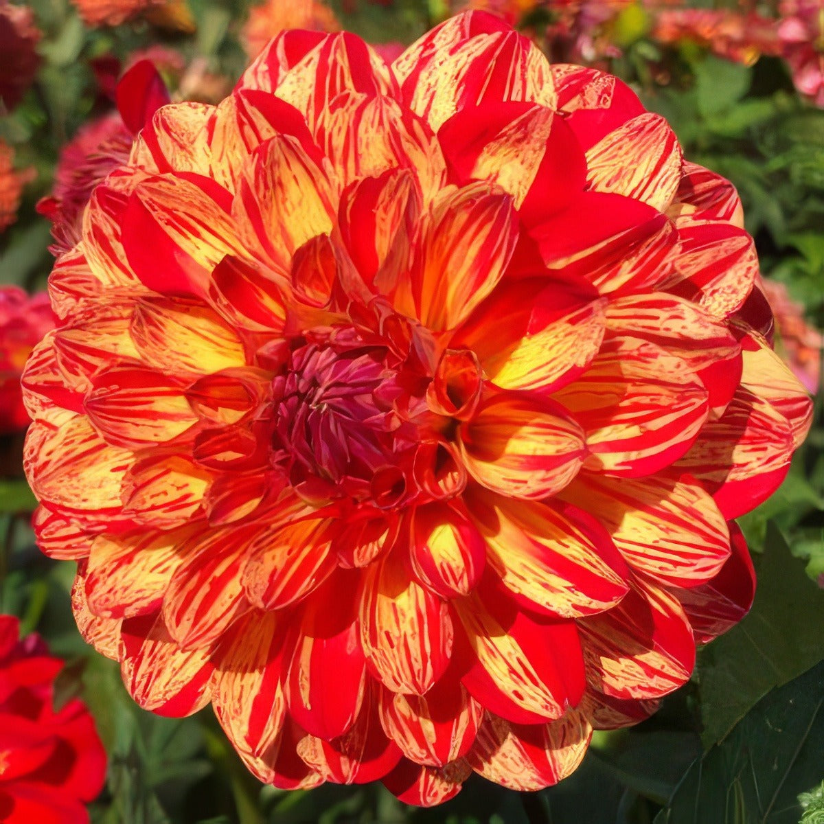 Dahlia Bushfire Pkdahbus - Garden Express Australia