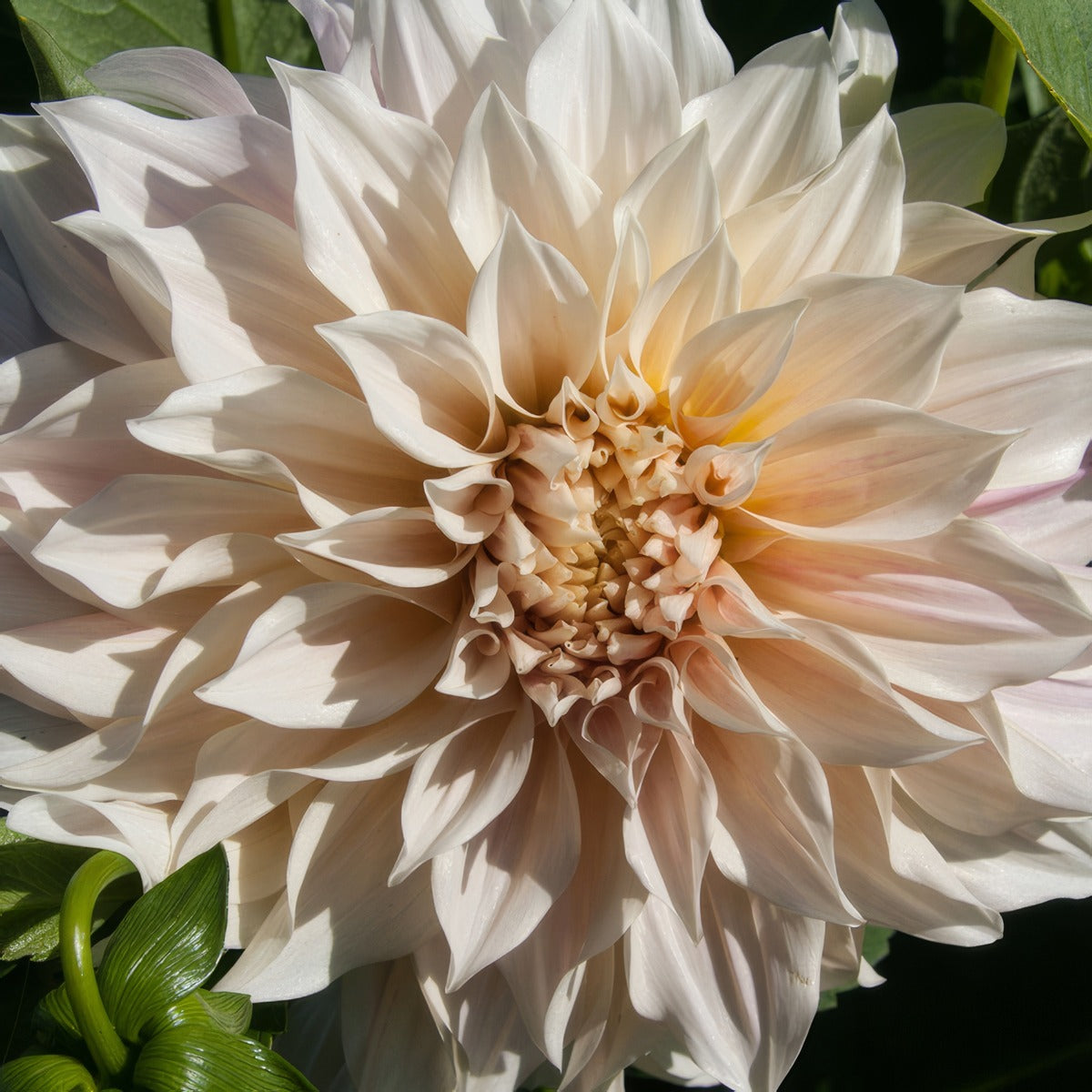 Dahlia Cafe Au Laitpkdahcal - Garden Express Australia