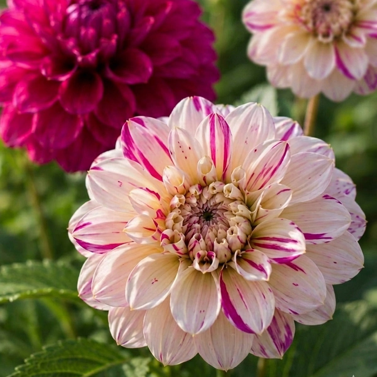 Dahlia Candy Delight