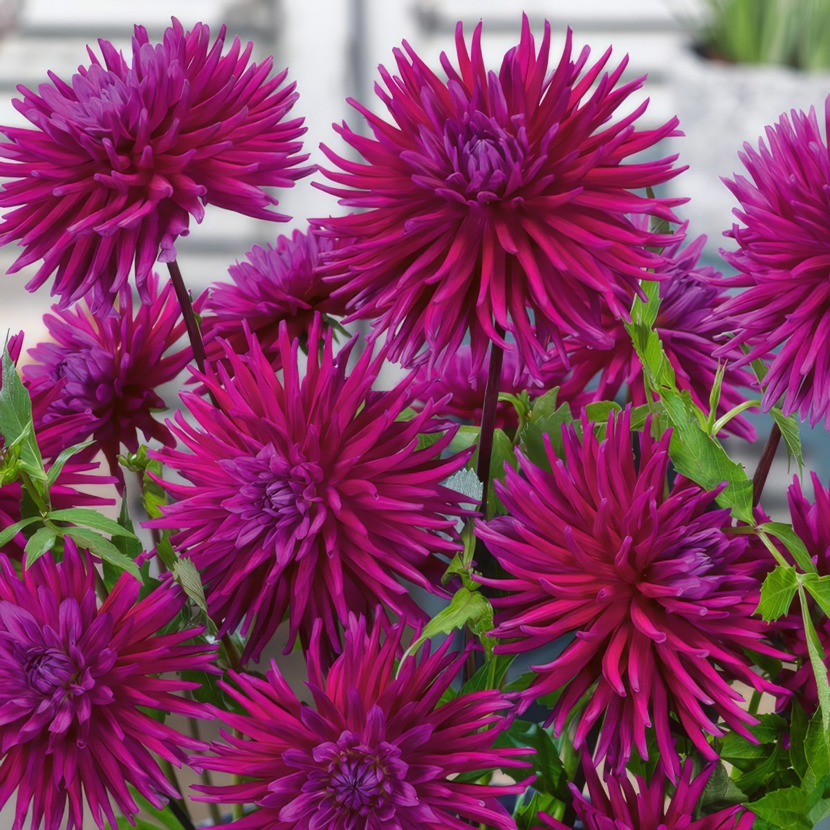Dahlia Desert Gem Pkdahdge - Garden Express Australia