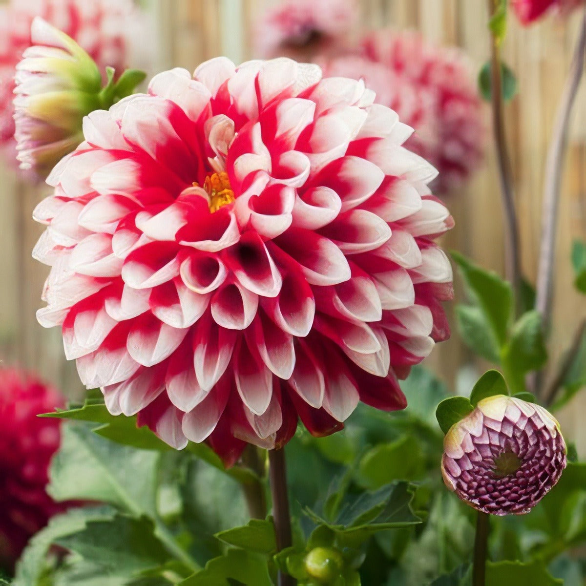 Dahlia Fire And Ice 11 - Garden Express Australia