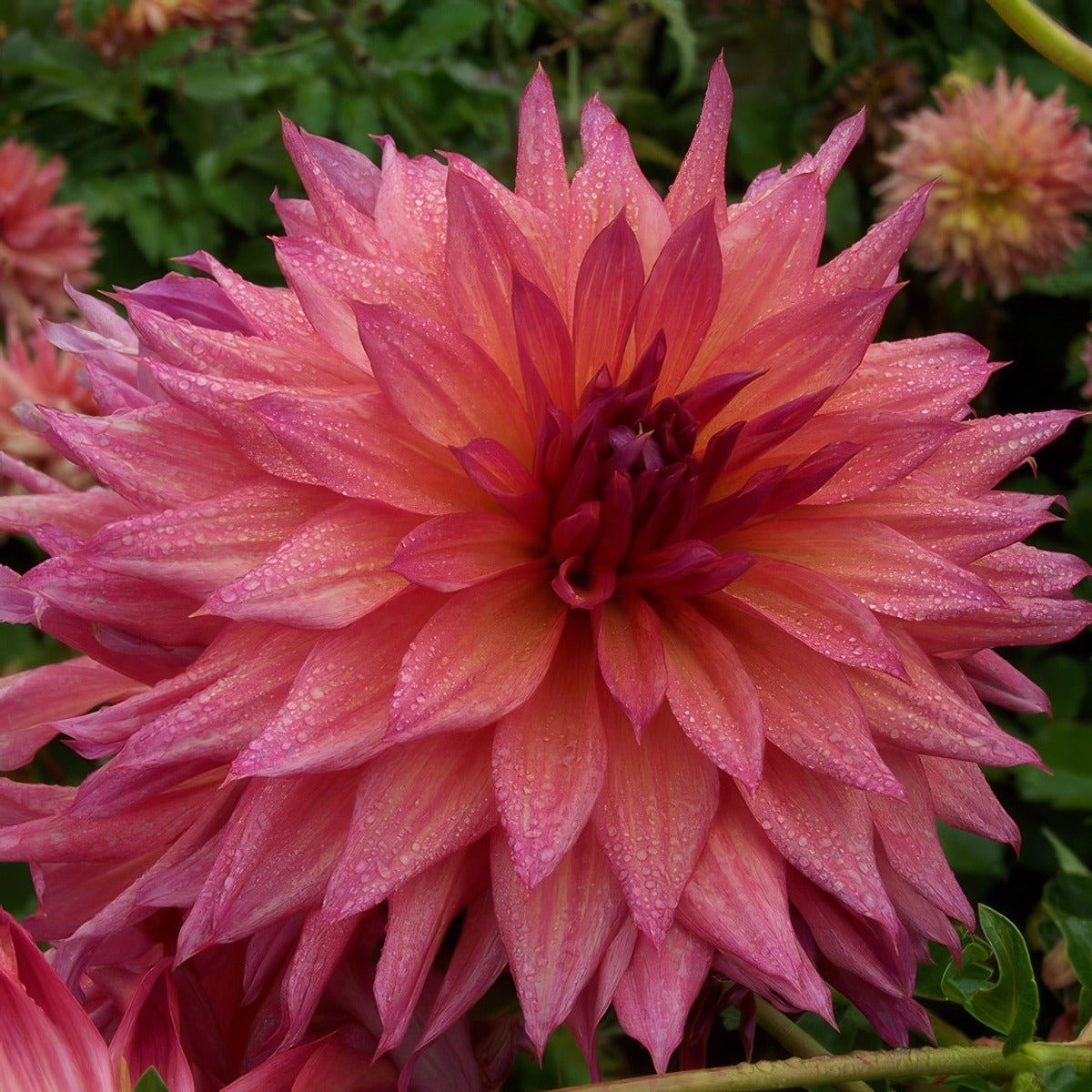 Dahlia French Kiss Pkdahfki - Garden Express Australia