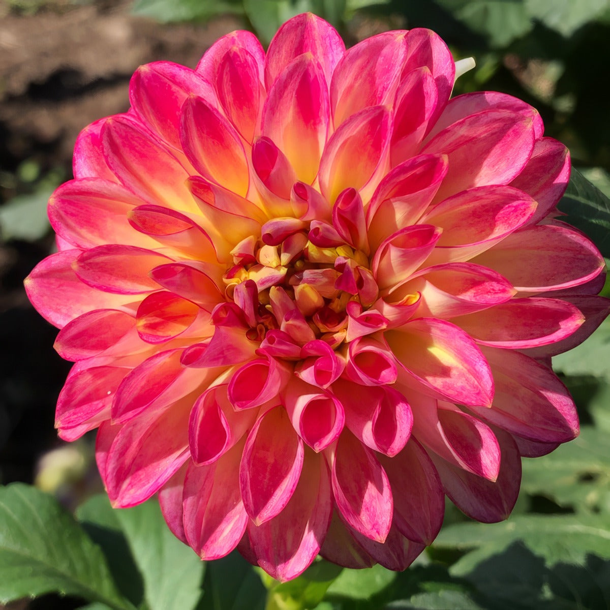 Dahlia First Prize Pkdahfpr - Garden Express Australia