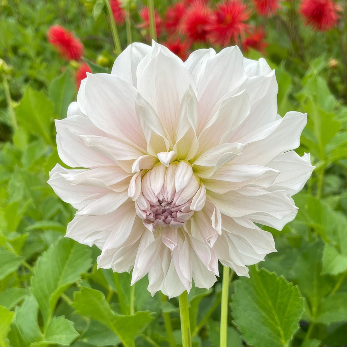 Dahlia Frappe Pkdahfrp - Garden Express Australia