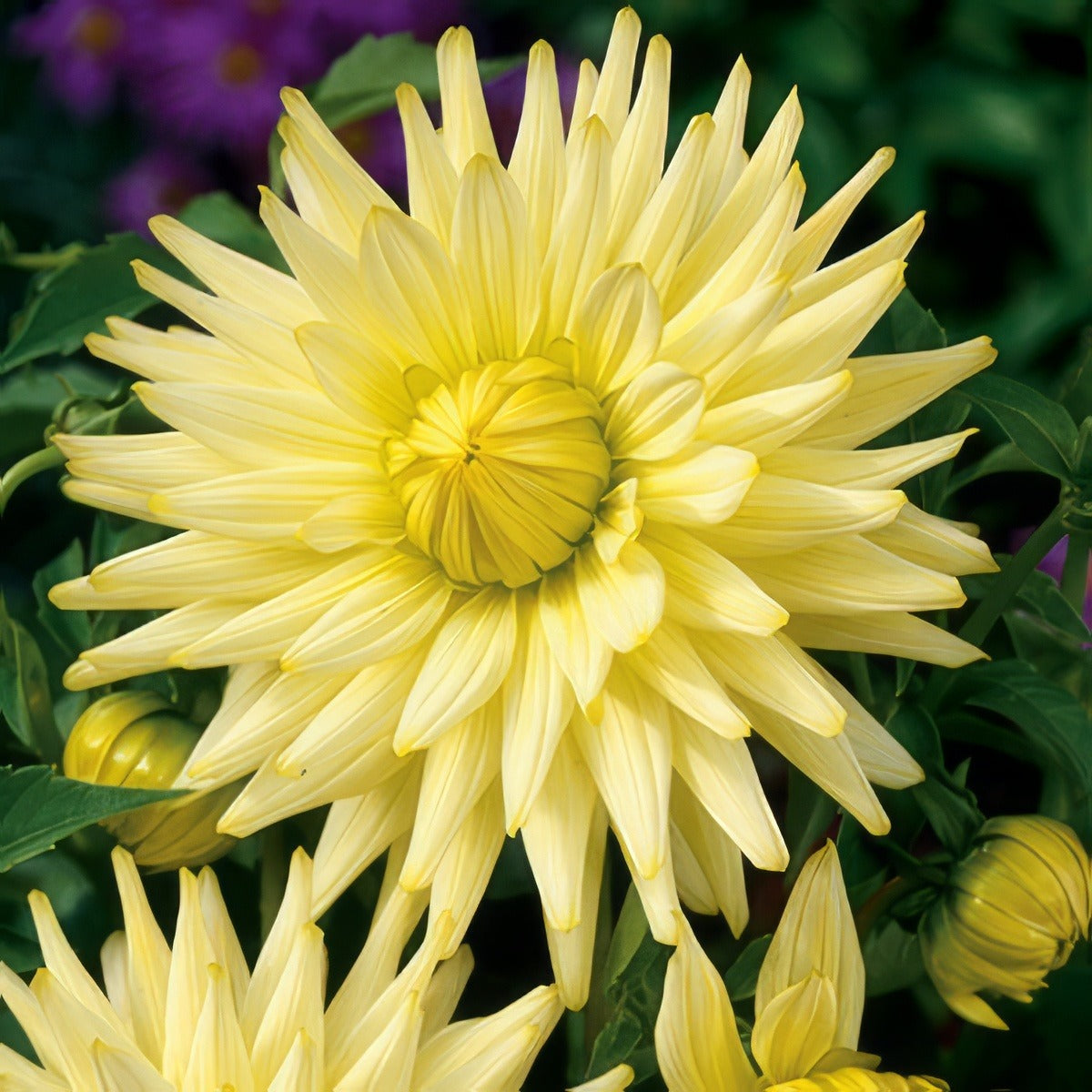 Dahlia Gay Bright Eyes Pkdahgbe 2017 - Garden Express Australia