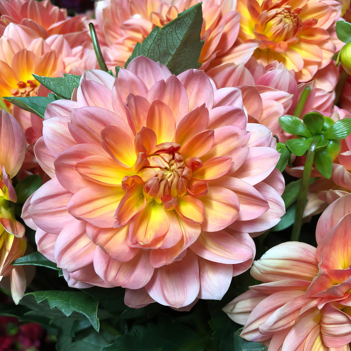 Dahlia Grace Pkdahgra - Garden Express Australia