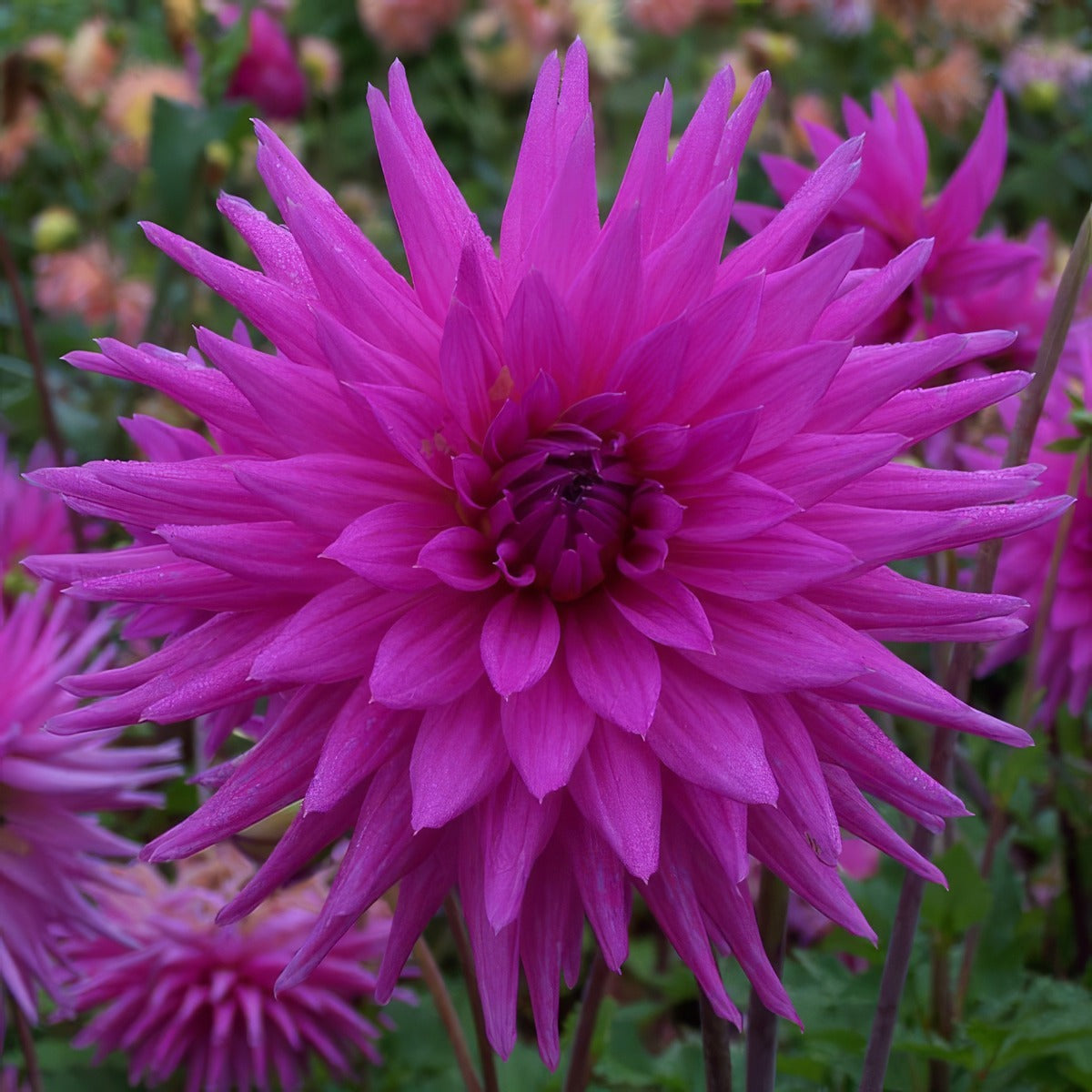Dahlia Hedgehog Pkdahhed - Garden Express Australia