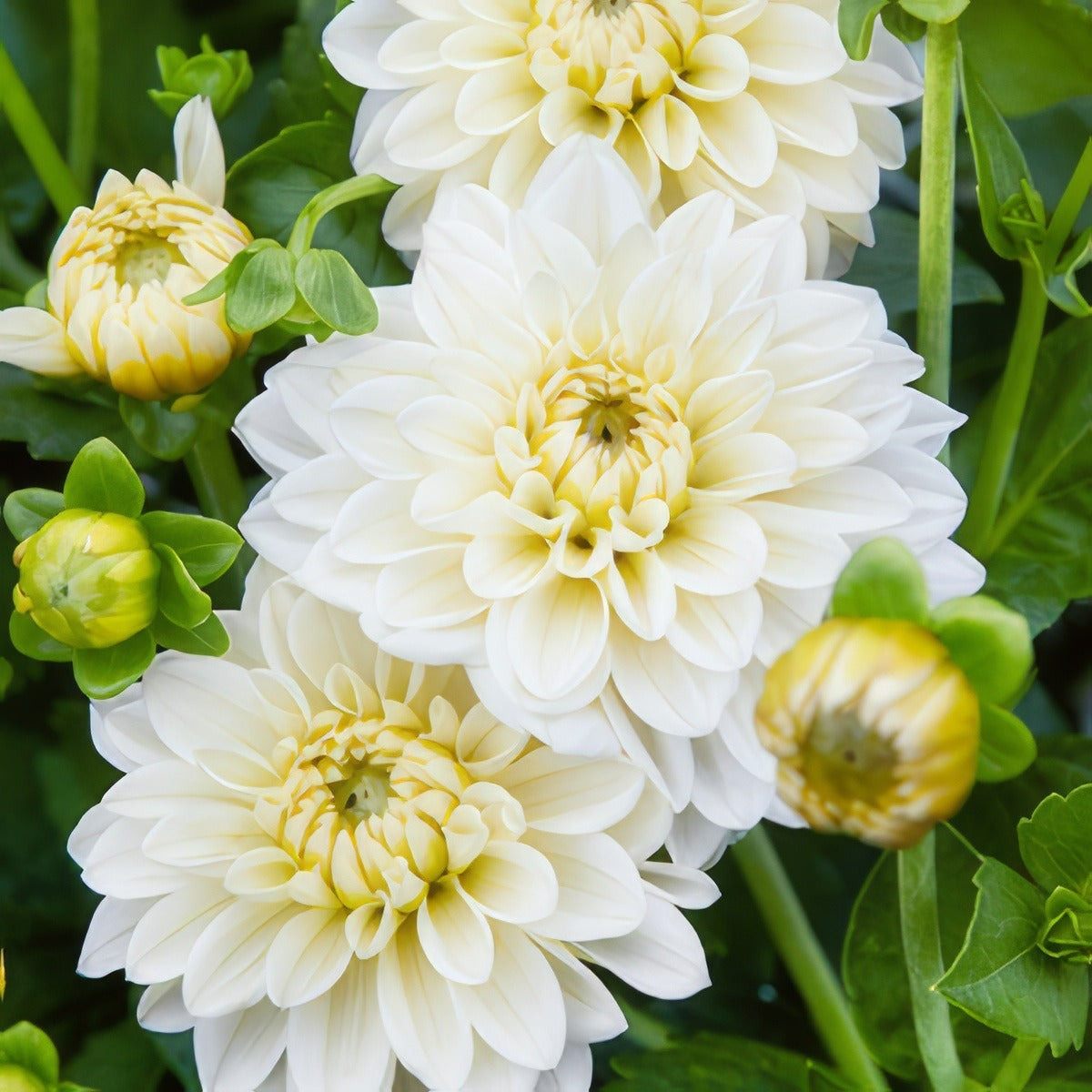 Dahlia Joy Burkitt Pkdahjbu - Garden Express Australia