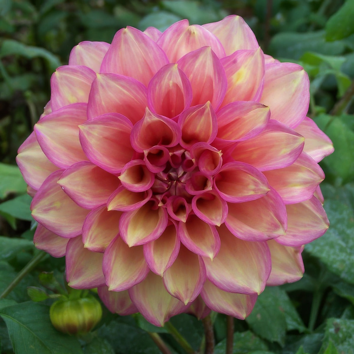Dahlia Juliette Pkdahjul - Garden Express Australia