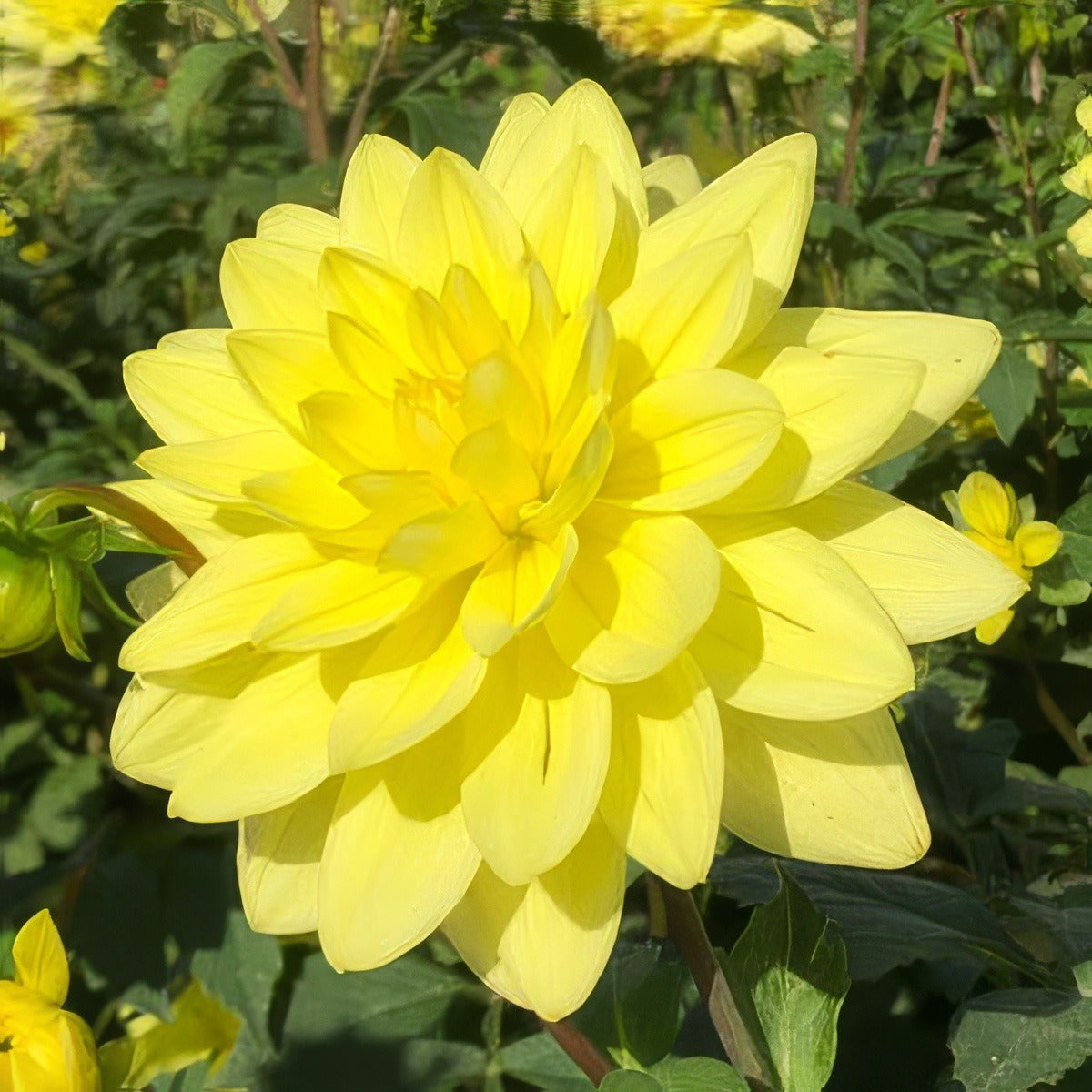 Dahlia Kens Gold Pkdahkgo - Garden Express Australia