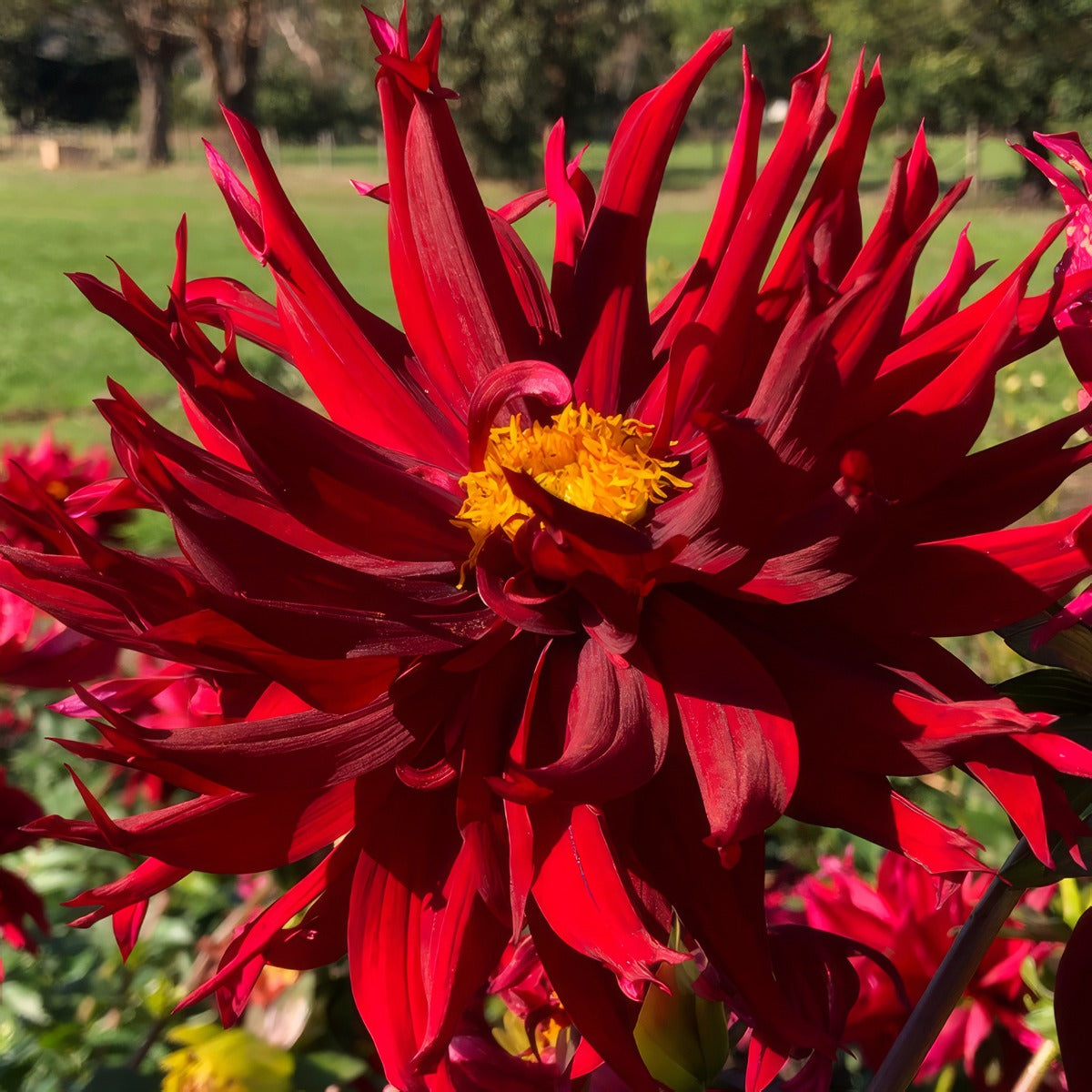 Dahlia Kenora Macop Pkdahkma - Garden Express Australia
