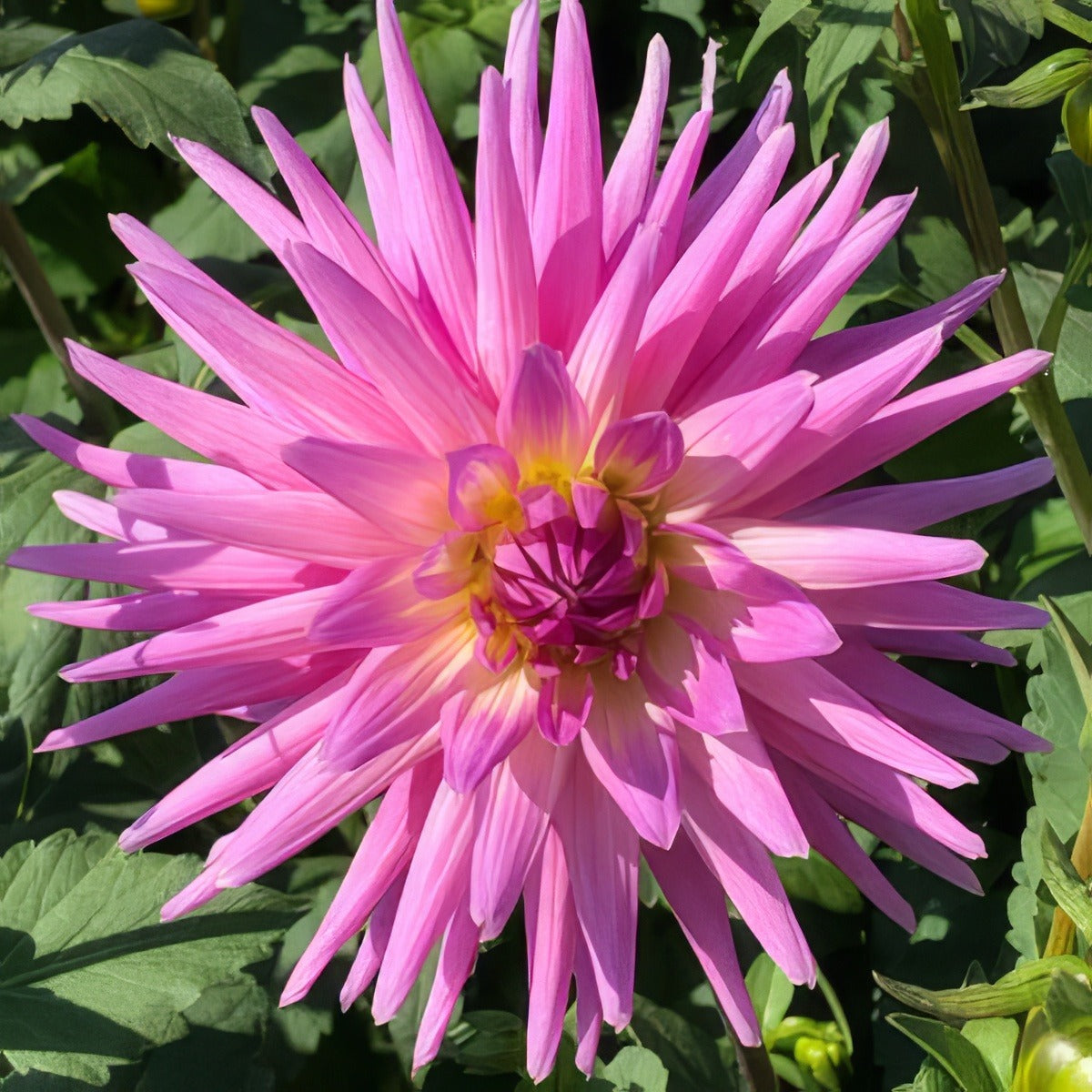Dahlia Mariner 2019 Pkdahmar - Garden Express Australia