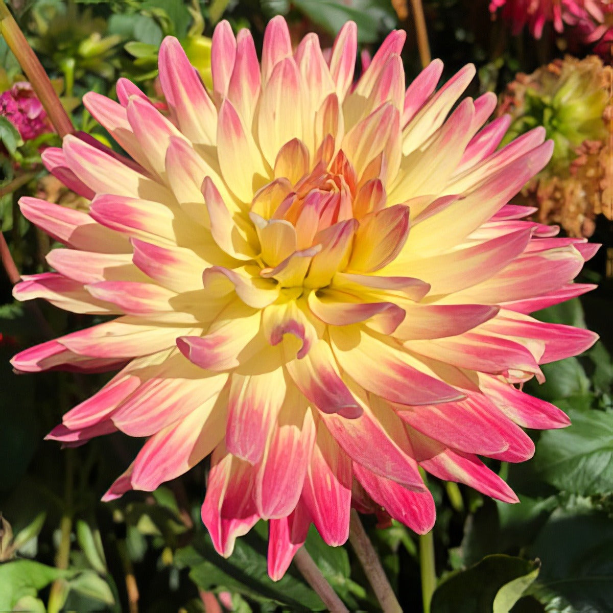 Dahlia Mountain Aurora Pkdahmau - Garden Express Australia