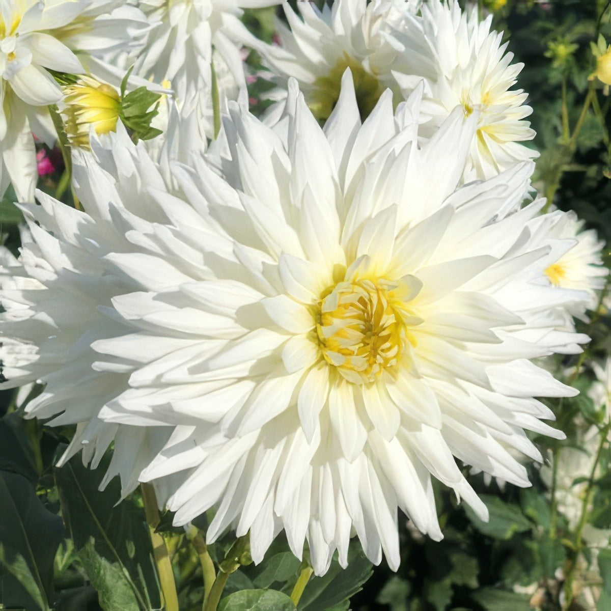 Dahlia My Love 2019 Pkdahmlo - Garden Express Australia