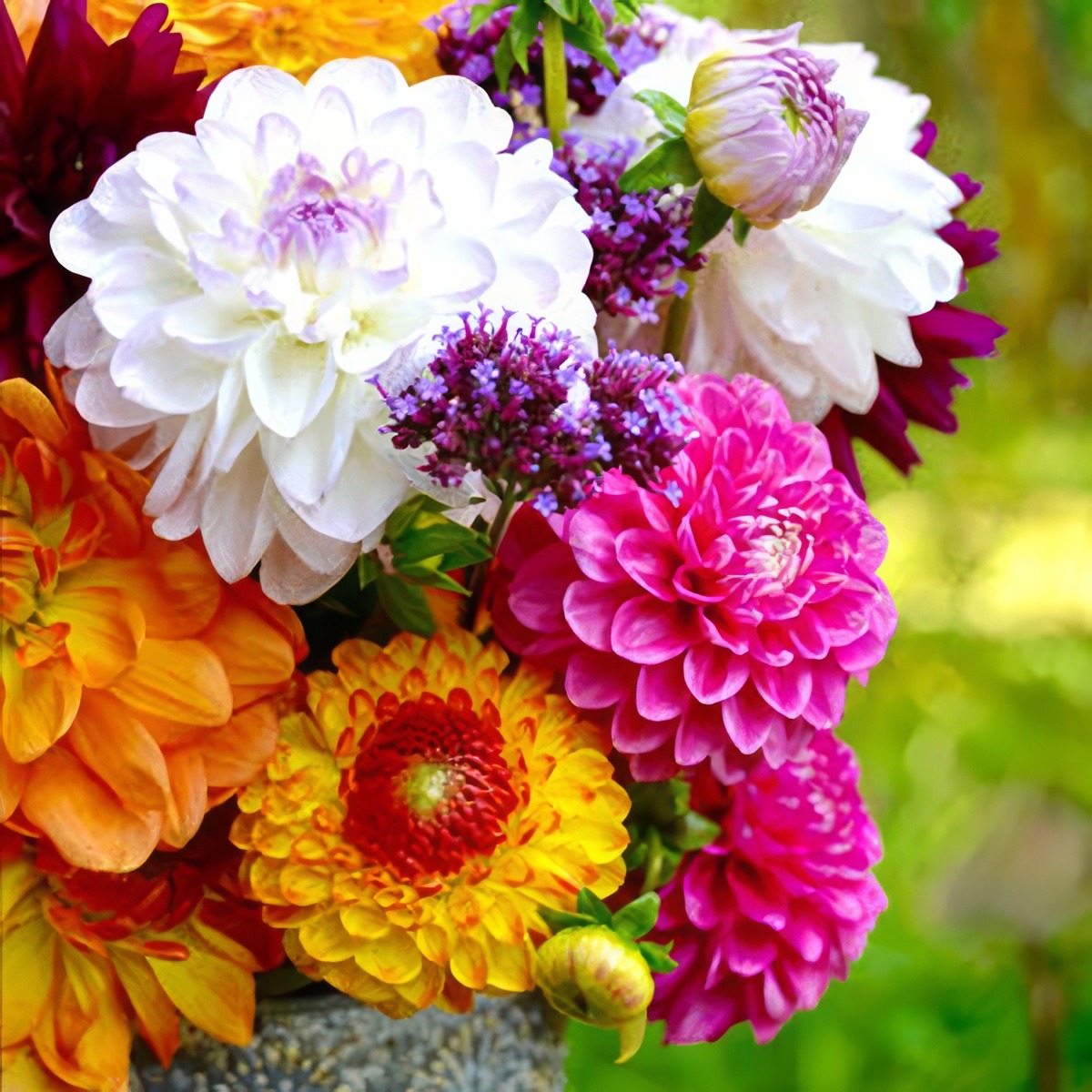 Dahlia Assorted Mixed 2018 Pkdahmxd 1 - Garden Express Australia