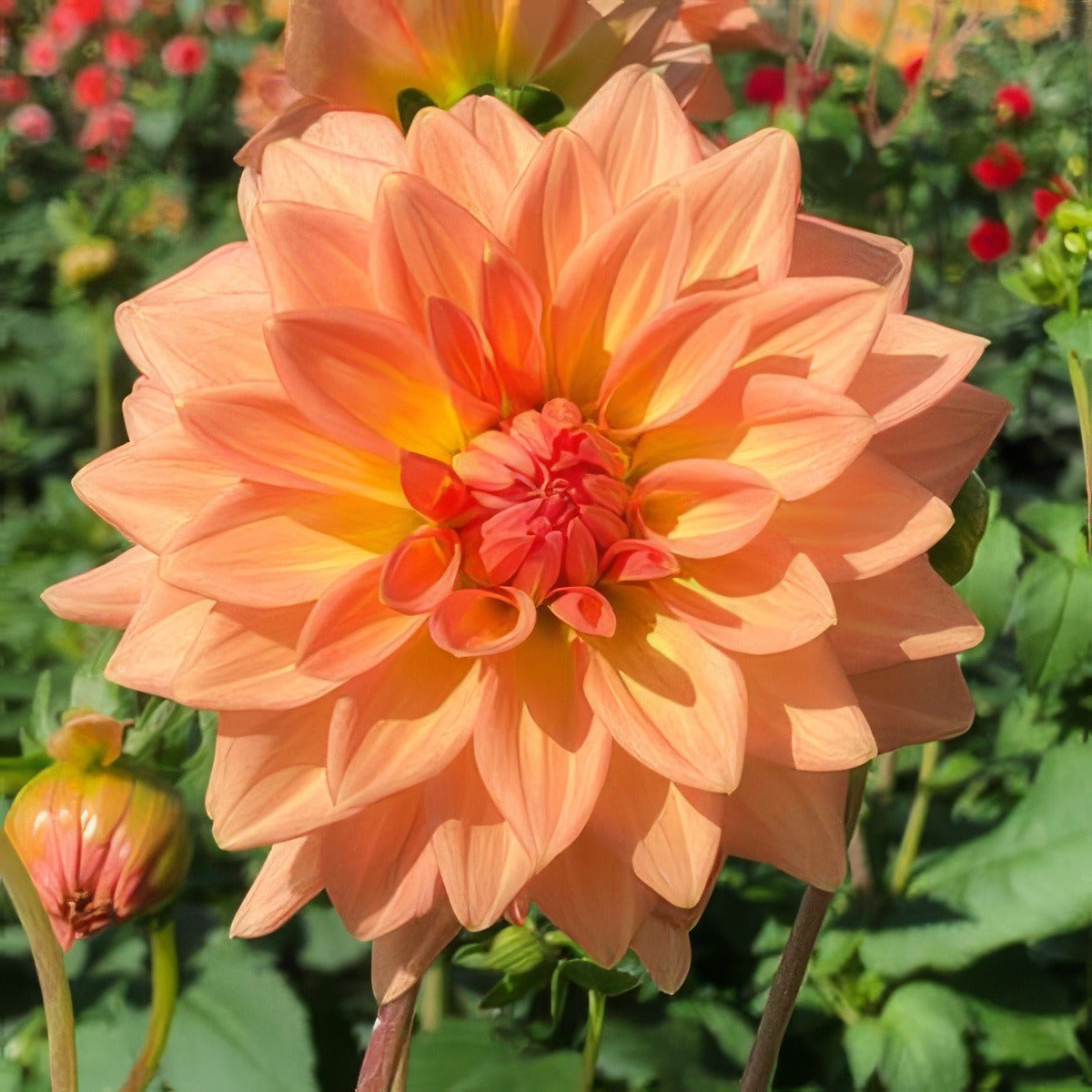 Dahlia Peach Dec Pkdahped - Garden Express Australia