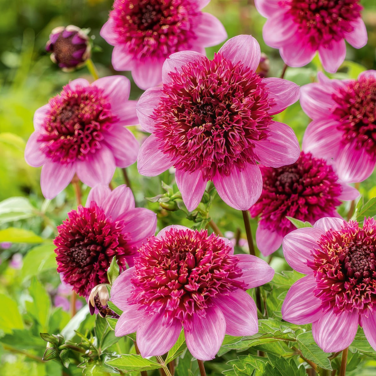 Dahlia Purex 2024 Pkdahpur - Garden Express Australia
