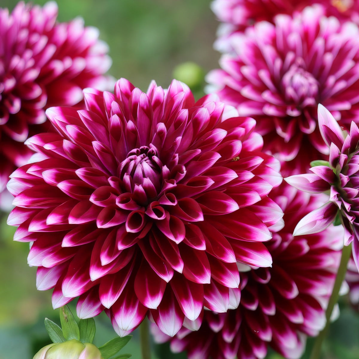 Dahlia Rothesay Reveller Pkdahrre - Garden Express Australia