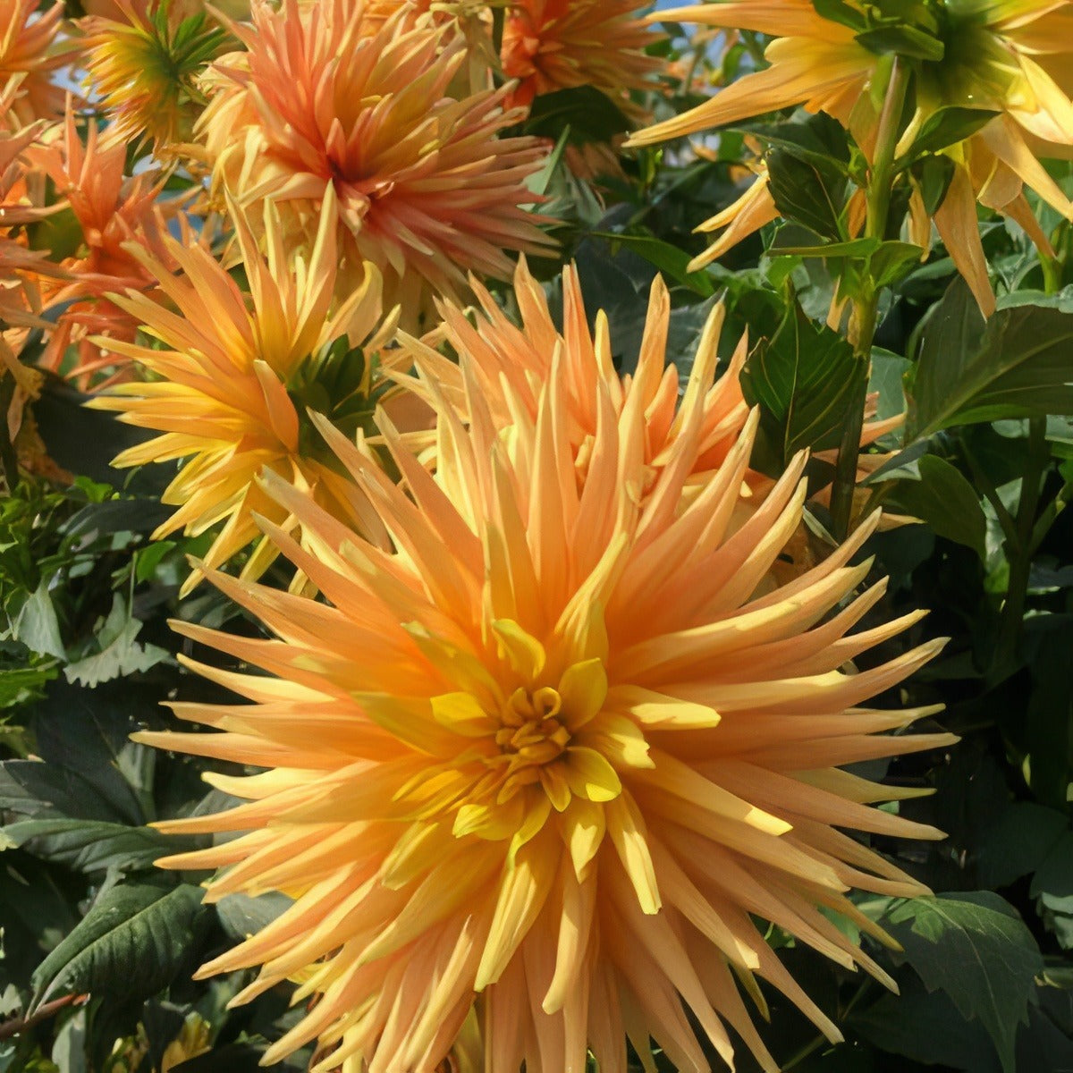 Dahlia Sunburst Pkdahsbu - Garden Express Australia