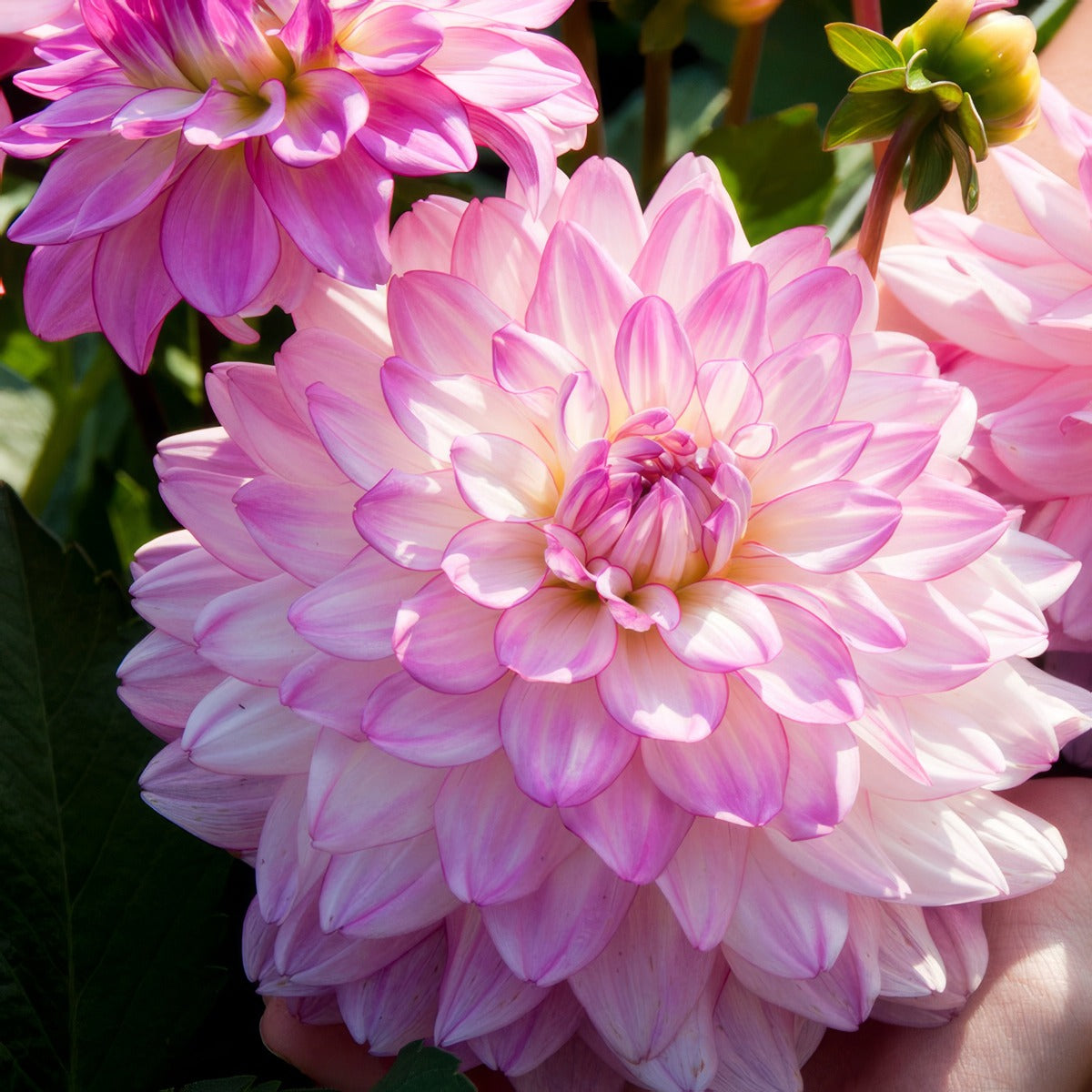 Dahlia Sincerity Rose Bicolour Pkdahsrb - Garden Express Australia