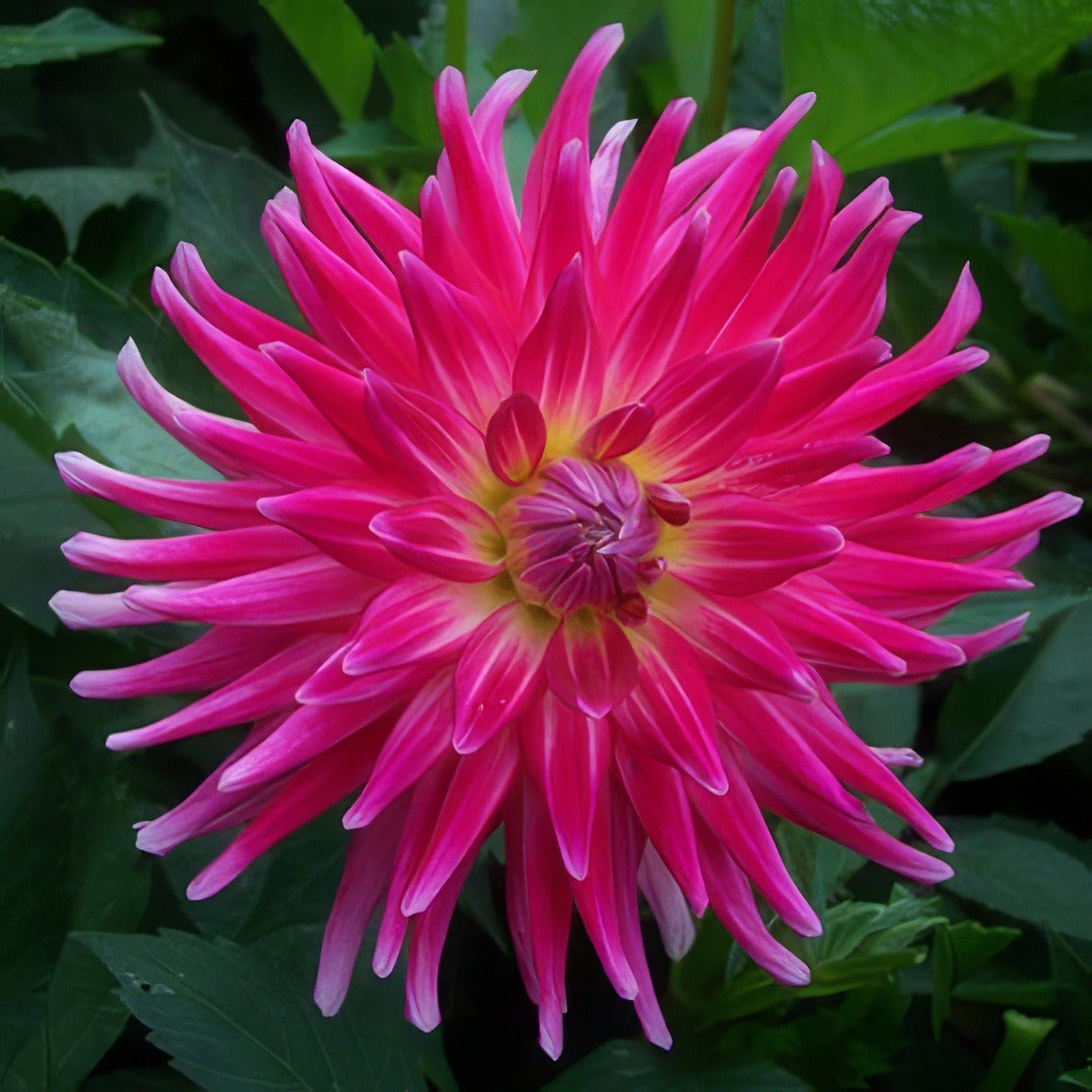 Dahlia Superior 16 - Garden Express Australia