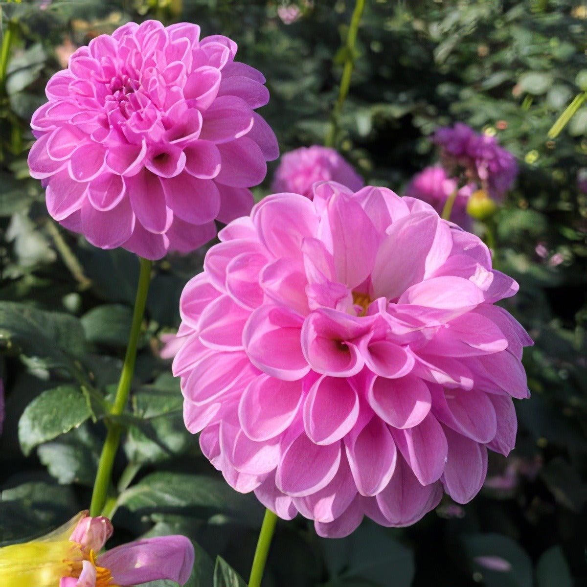 Dahlia Shirley Yeoman Pkdahsye - Garden Express Australia