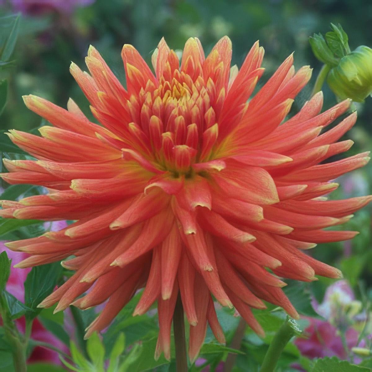 Dahlia Tuscany Pkdahtus - Garden Express Australia