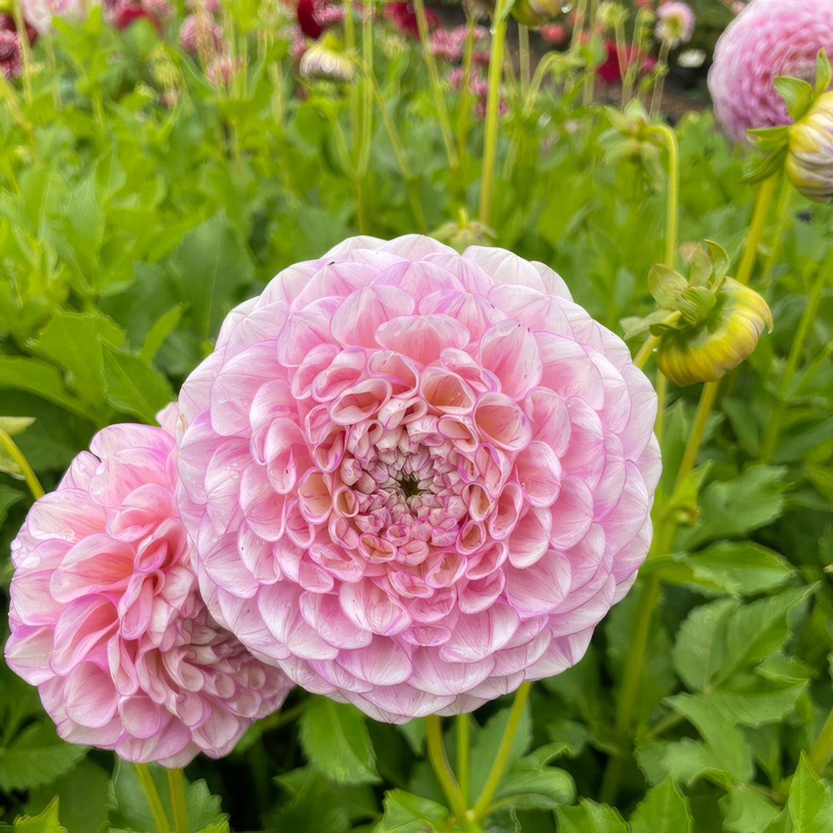 Dahlia Vintage Wine Pkdahvwi - Garden Express Australia