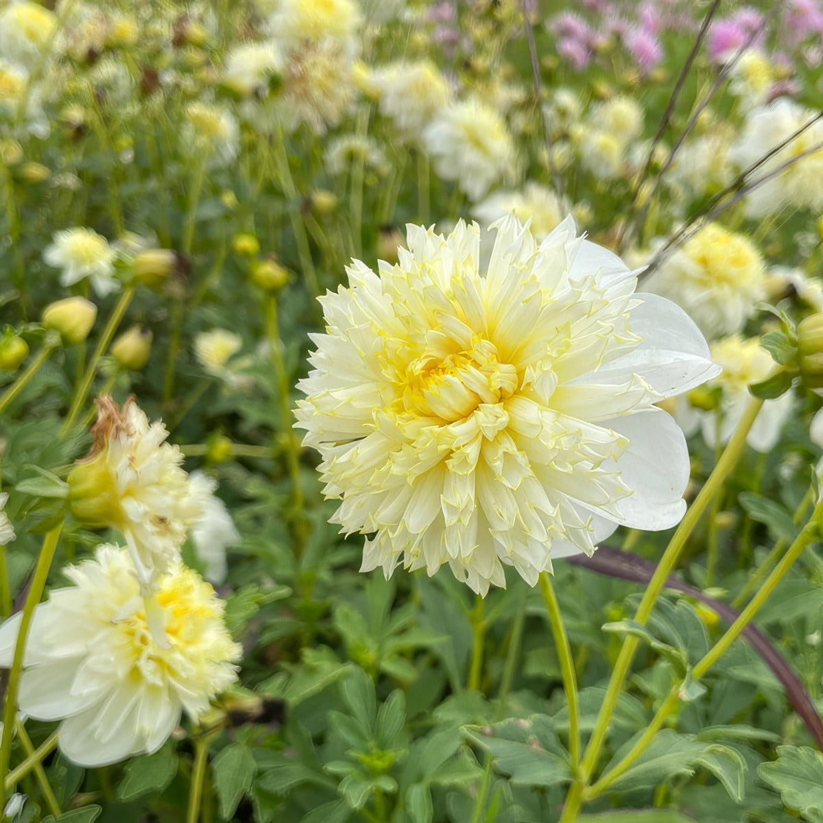 Dahlia Wendy A Pkdahwea - Garden Express Australia