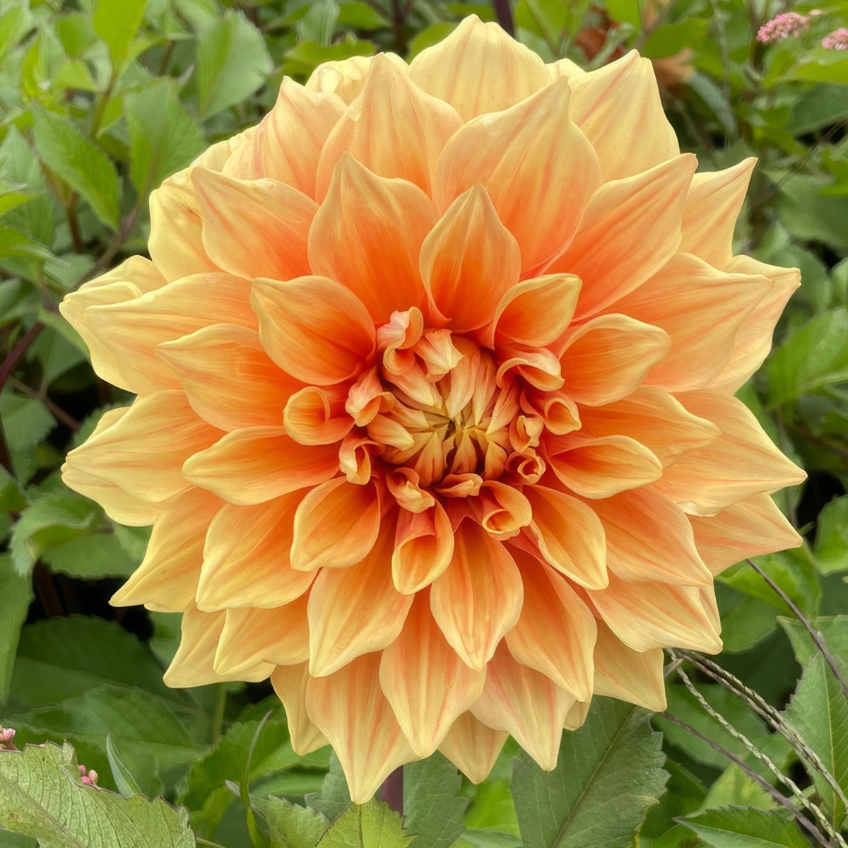 Dahlia Winkie Whopper 1 Pkdahwwh - Garden Express Australia