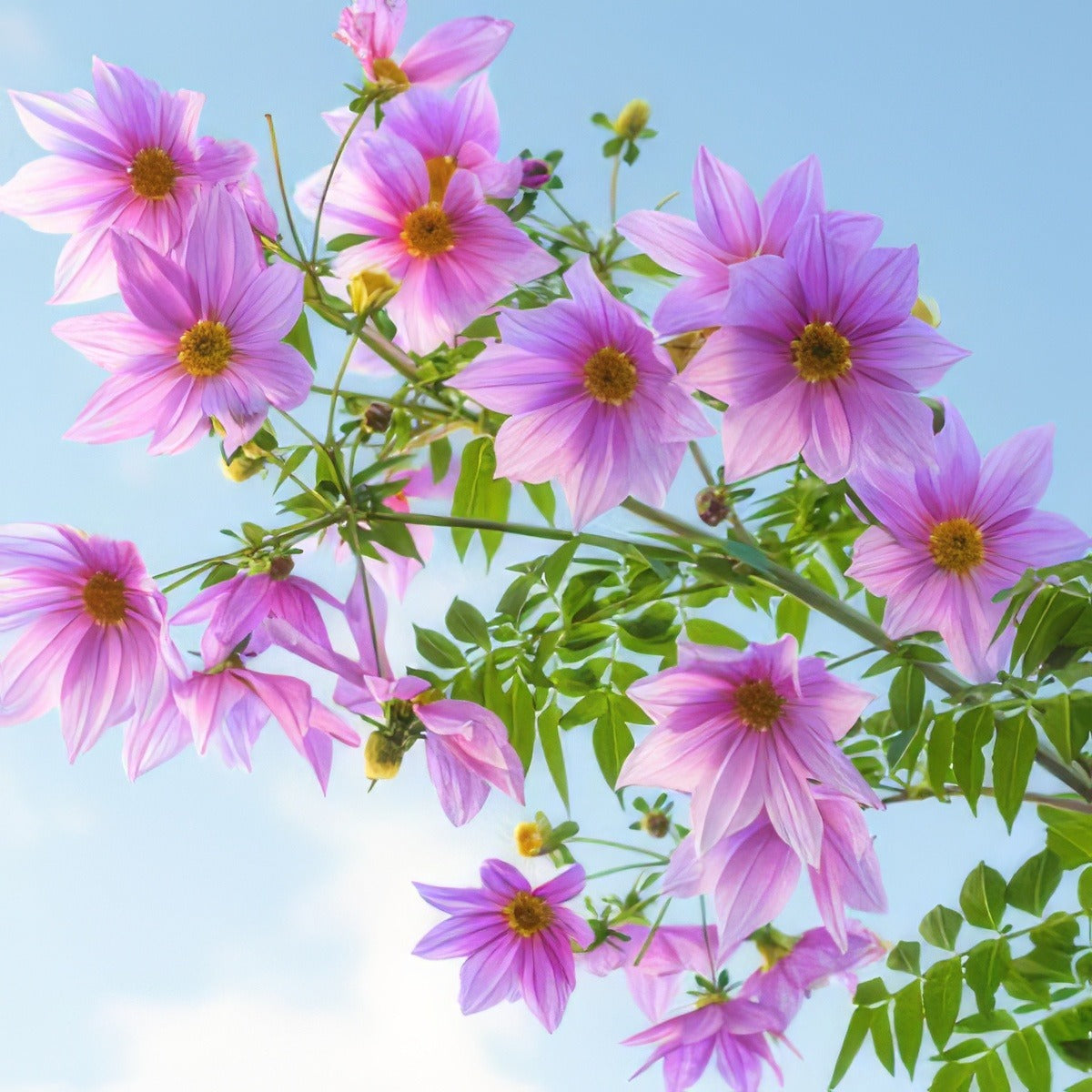 Tree Dahlia Single Pink Pktdaspi - Garden Express Australia