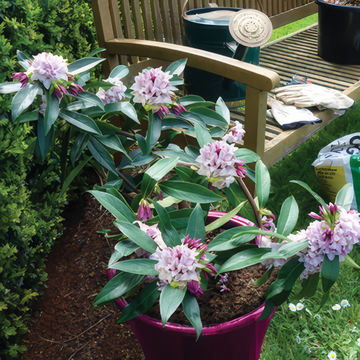 Daphne Perfume Princess Ppldapppr - Garden Express Australia