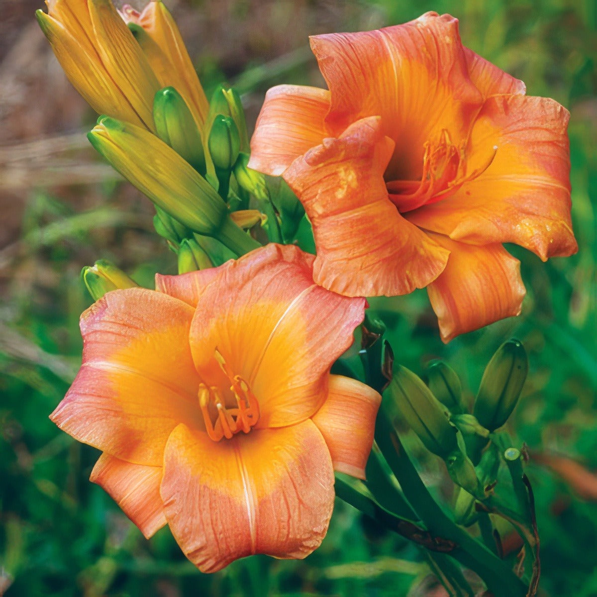 Daylily Gallants Folly17 - Garden Express Australia