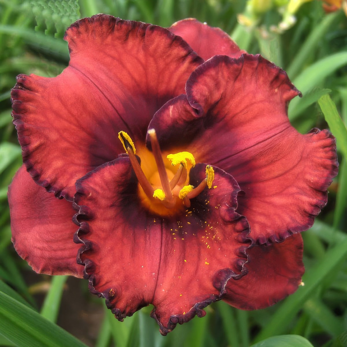 Daylily Berrylicious Pkdliber - Garden Express Australia