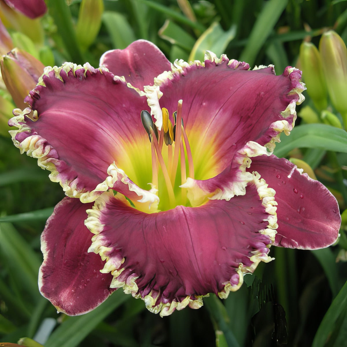 Daylily Bettylen Pkdlibet - Garden Express Australia