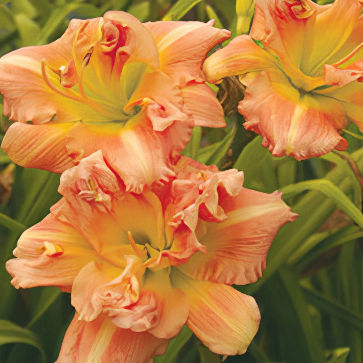 Daylily Bobbie Gerold - Garden Express Australia