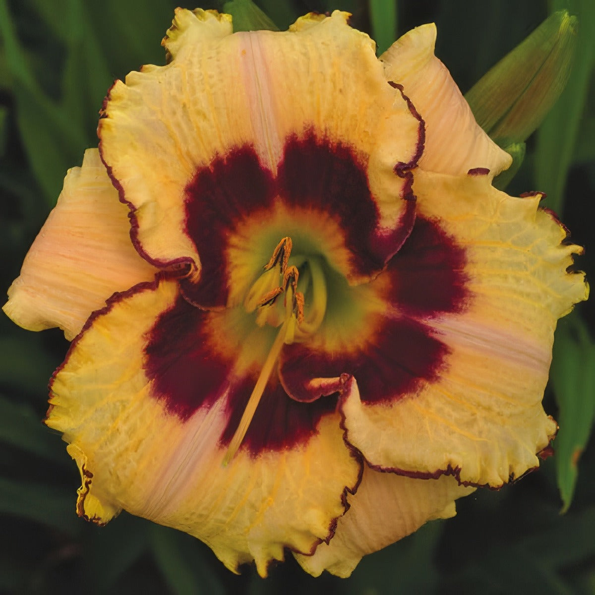 Daylily Barbara Kirby - Garden Express Australia