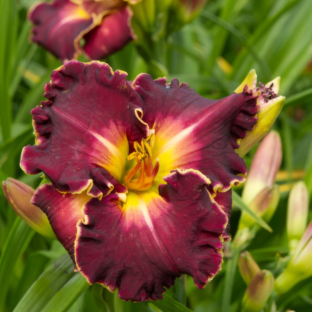 Daylily Excellent Pkdliexc - Garden Express Australia