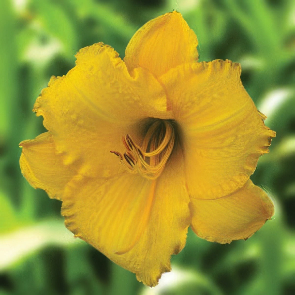 Daylily Jolly Swagman Pkdlijsw - Garden Express Australia