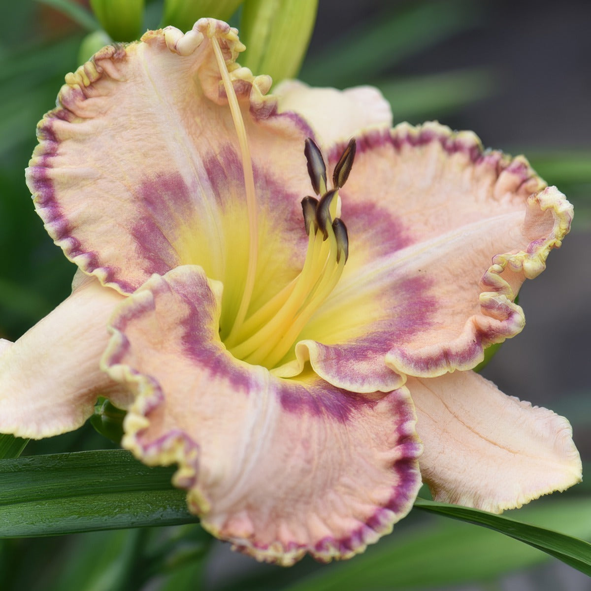 Daylily Ruffles Have Ripples 2025 Pkdlirhr - Garden Express Australia