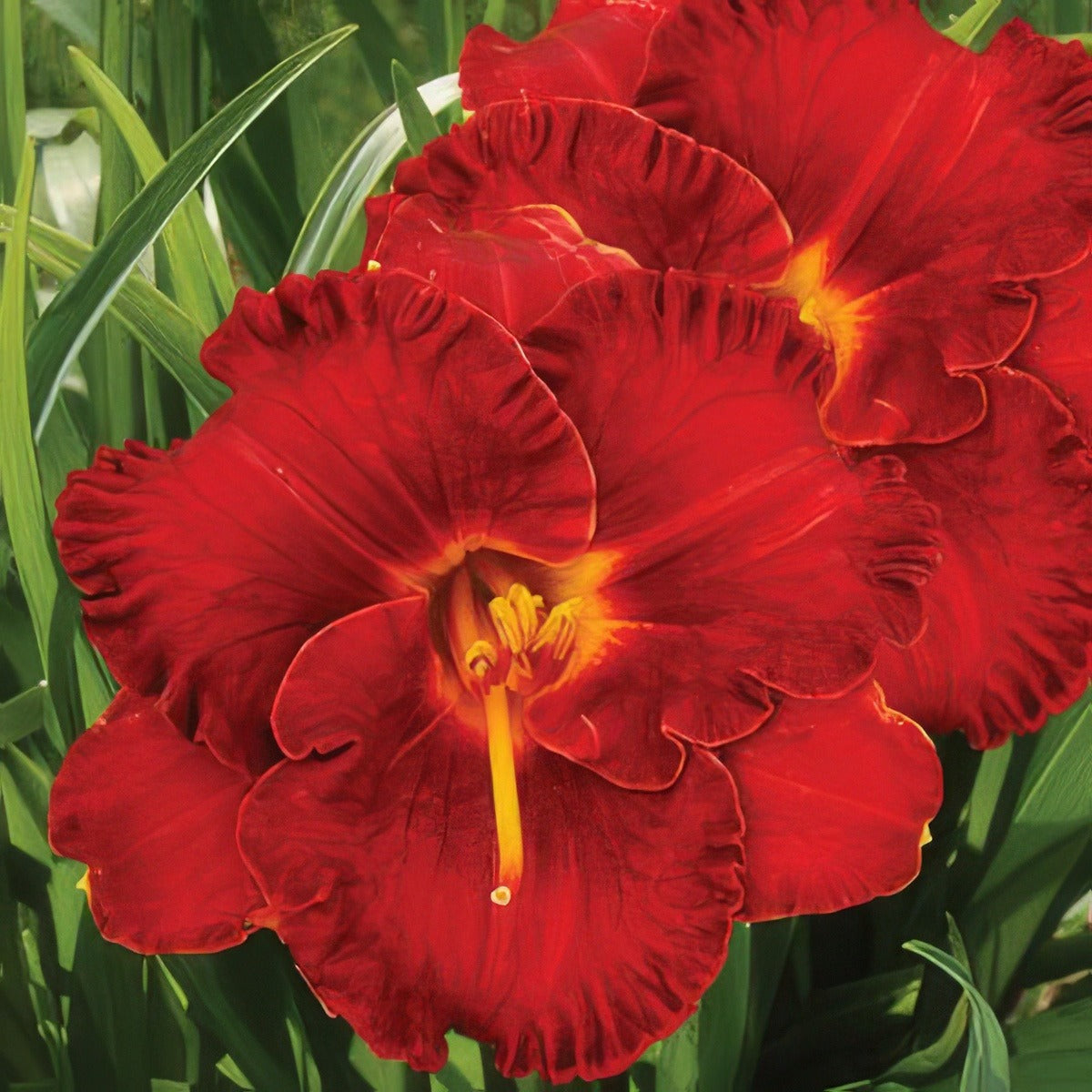 Daylily Lil Red Wagon Pkdlilrw - Garden Express Australia