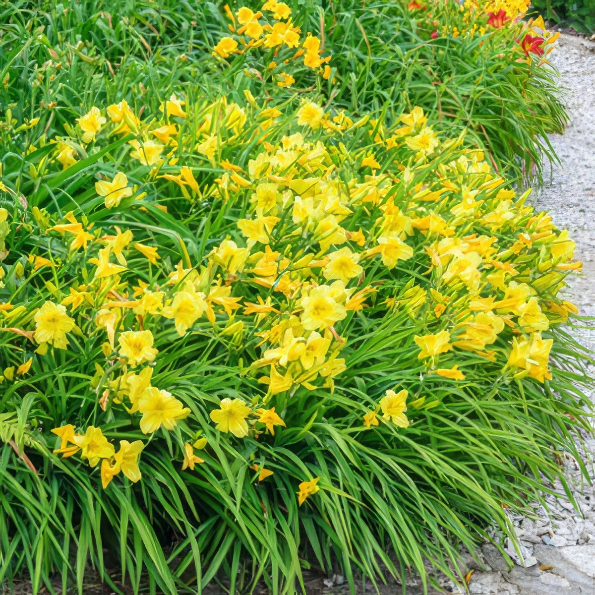 Daylily Stella Doro Pkdlisdo - Garden Express Australia