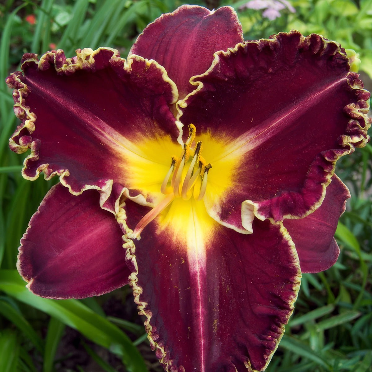 Daylily Storm Of The Century Pkdlisoc - Garden Express Australia