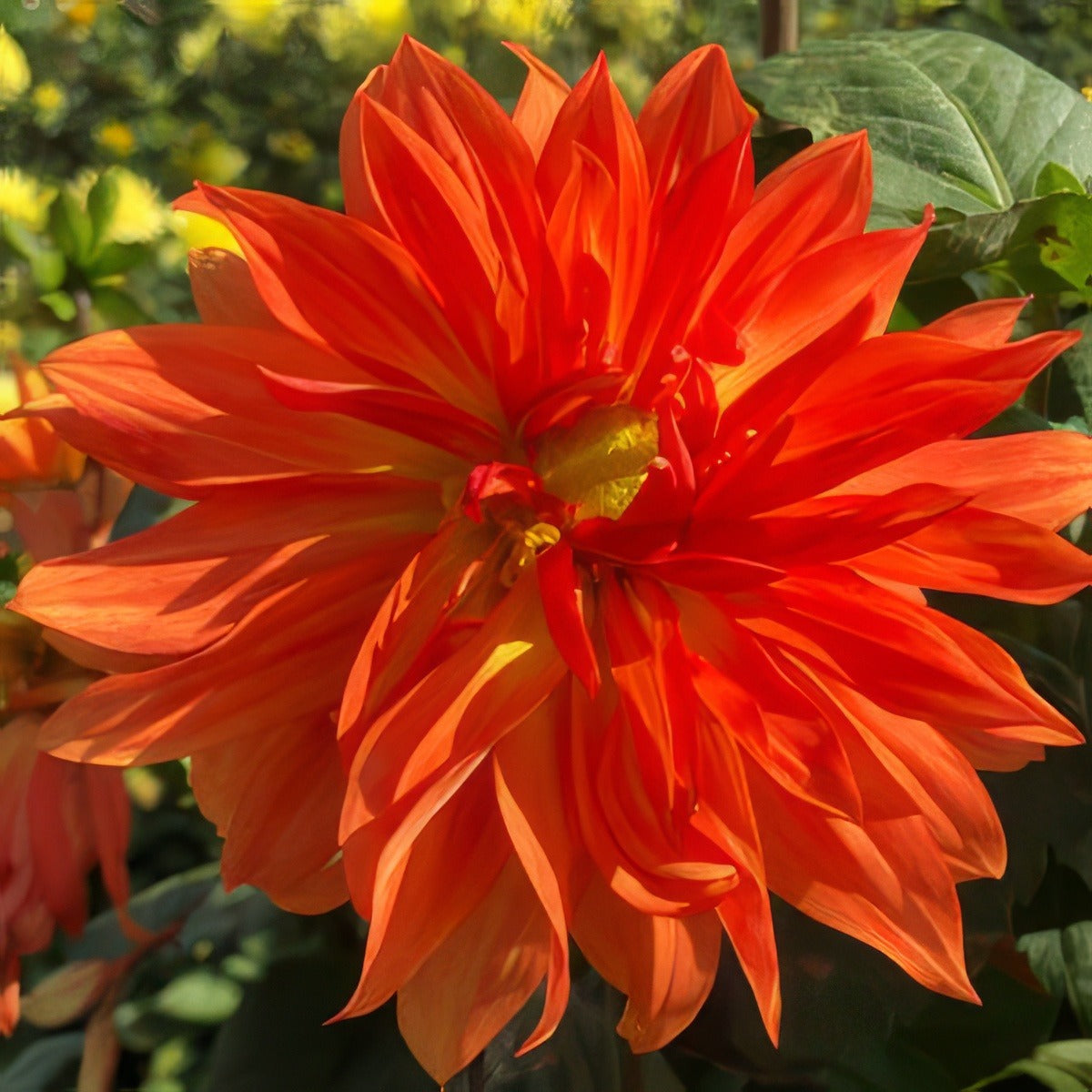 Delbard Dahlia Chambord Pkdahdcd 2019 - Garden Express Australia