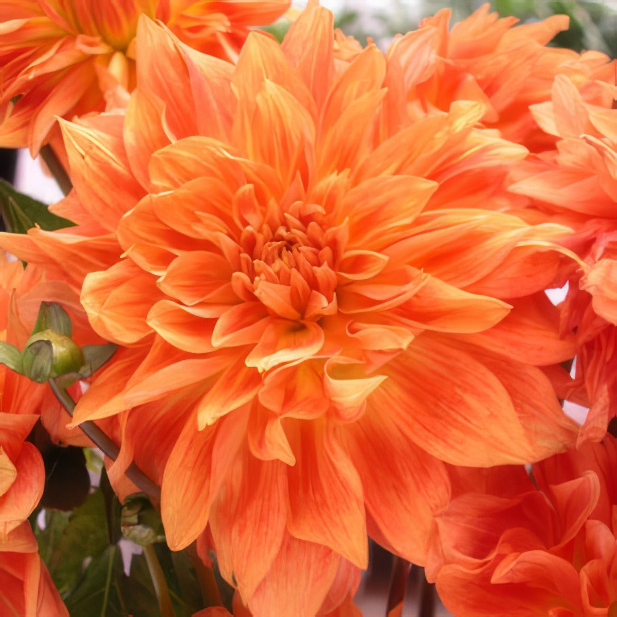 Delbard Dahlia Gange Pkdahgan - Garden Express Australia
