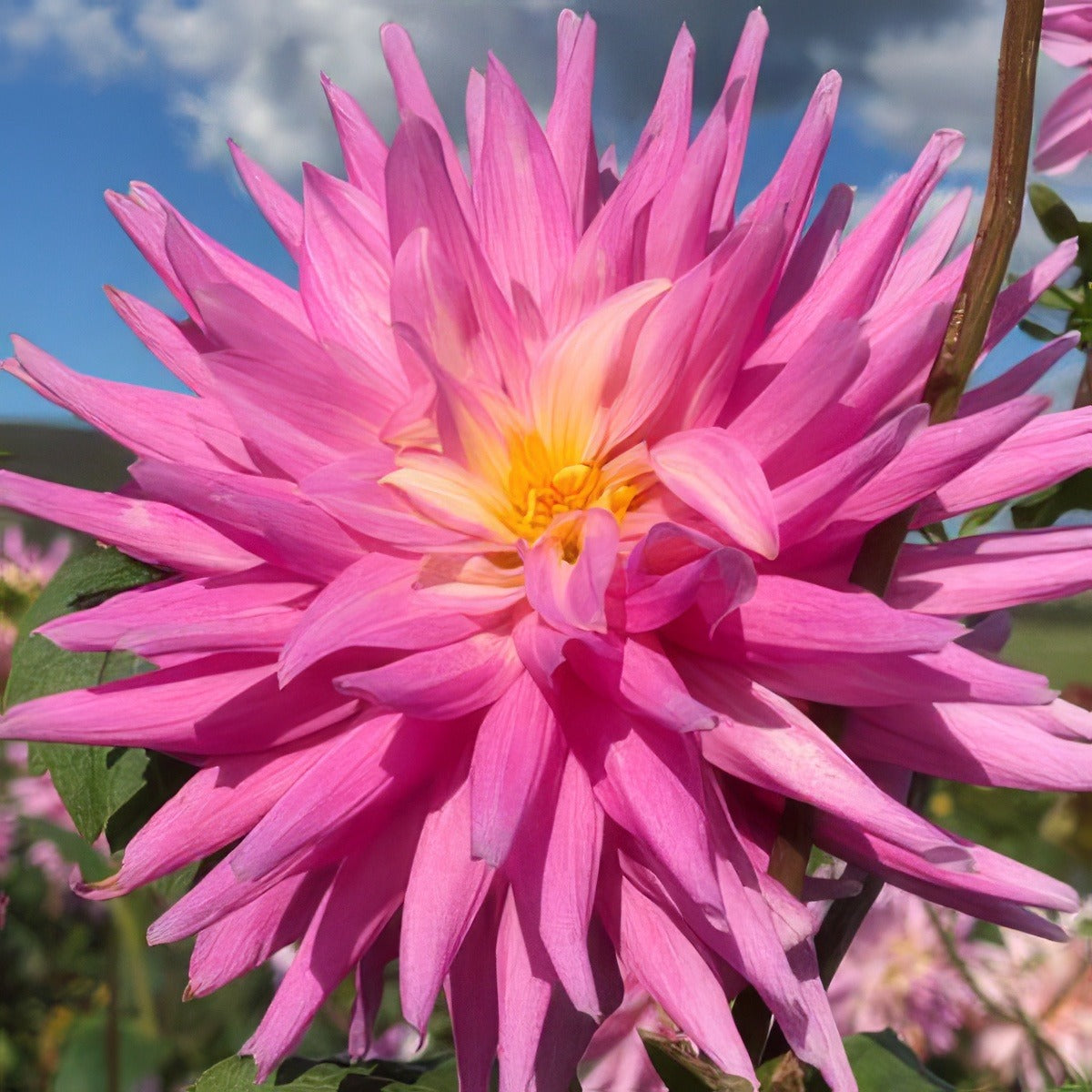 Dahlia Versailles Pkdahver - Garden Express Australia